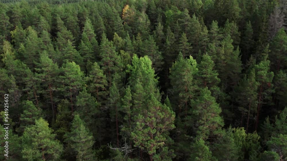 Fly close to treetops over dense coniferous forest Fly close to treetops over dense coniferous forest