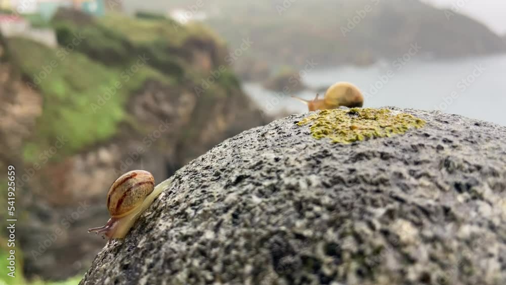 Pair Of Snails Crawling Over Rounded Rock On Cliff Edge In The Rain Bokeh Background Pair Of Snails Crawling Over Rounded Rock On Cliff Edge In The Rain Bokeh Background