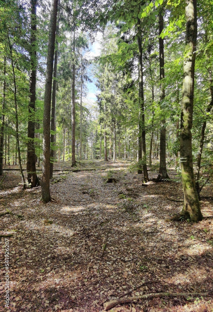 Fototapeta premium path in the woods