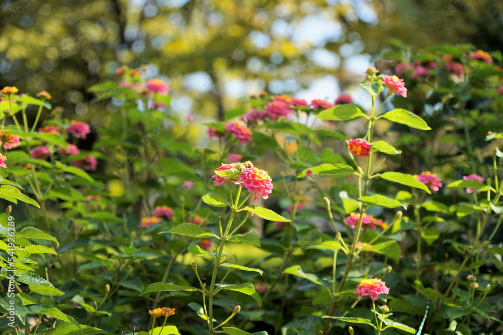 ピンクのランタナ