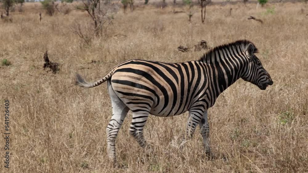 A zebra is walking through the African bush, nodding its head up and down and curling its lips in an attempt to get rid of the botfly parasite. A zebra is walking through the African bush, nodding its head up and down and curling its lips in an attempt to get rid of the botfly parasite.