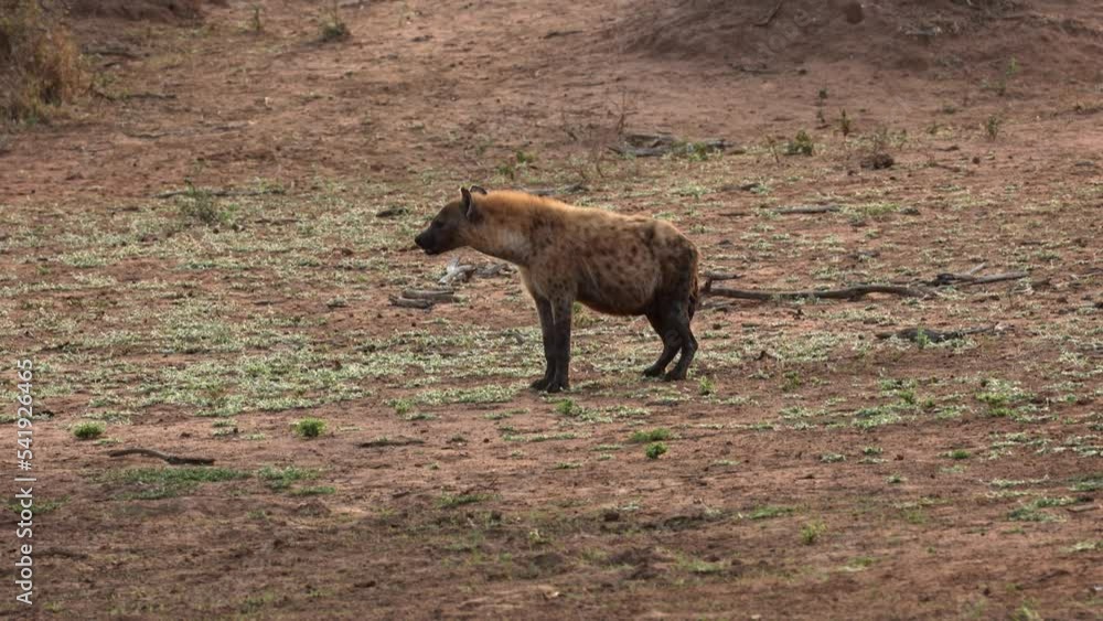 A spotted hyena stands and looks around in the African savanna at dusk. A spotted hyena stands and looks around in the African savanna at dusk.