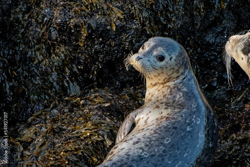 Shot of harbor, common, seals lying on the rock with one looking back at the camera