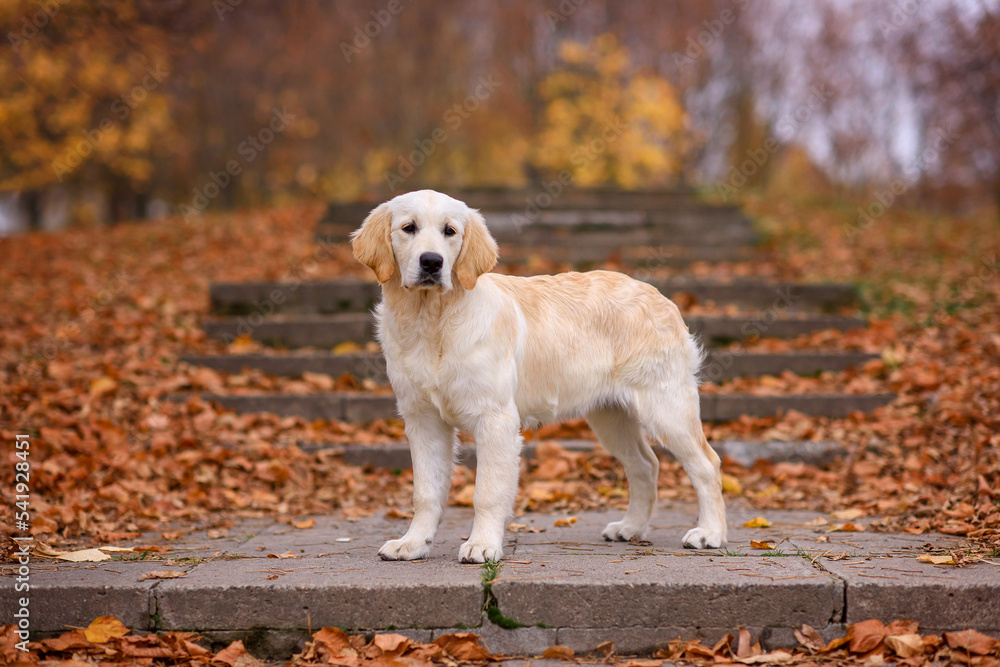 dog puppy golden retriever labrador 4 months old in the autumn park for a walk in yellow leaves dog puppy golden retriever labrador 4 months old in the autumn park for a walk in yellow leaves
