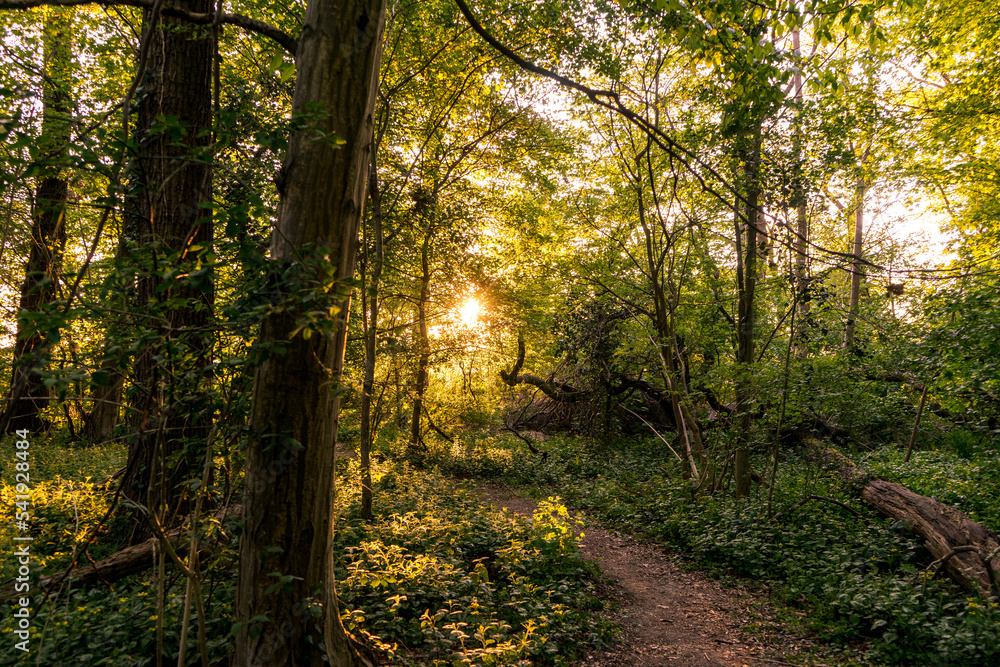 path in the forest with sun path in the forest with sun