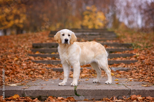 dog puppy golden retriever labrador 4 months old in the autumn park for a walk in yellow leaves