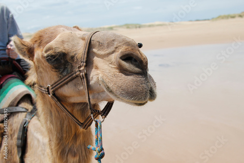 Close up of a camel's head on the beach photo