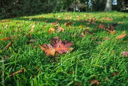 kolorowe liście na trawie w parku
