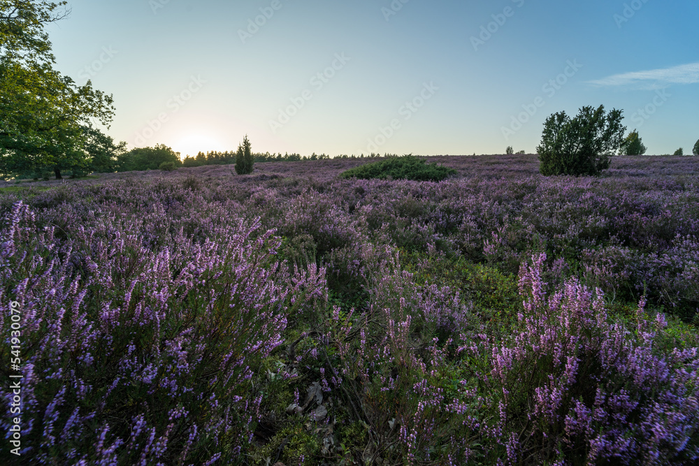 Naklejka premium lavender field at sunset