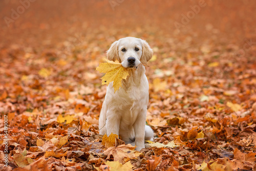 dog puppy golden retriever labrador 4 months old in the autumn park for a walk in yellow leaves