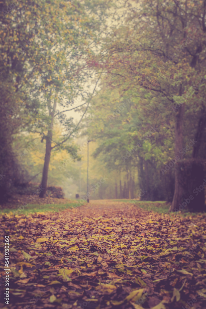 beautiful misty parkway in autumn, retro look