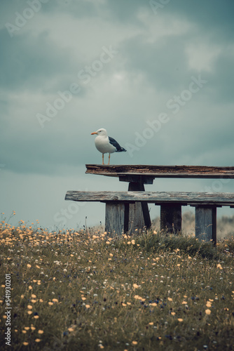 Wide angle view of a seagull resting on a pic nic table in a recreative area in the beach in the Isle of Lewis and Harris. Luskentyre Beach, Scotland. photo