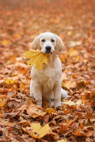 dog puppy golden retriever labrador 4 months old in the autumn park for a walk in yellow leaves