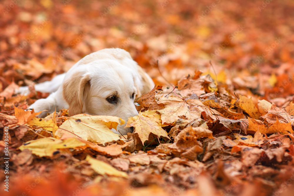 dog puppy golden retriever labrador 4 months old in the autumn park for a walk in yellow leaves dog puppy golden retriever labrador 4 months old in the autumn park for a walk in yellow leaves