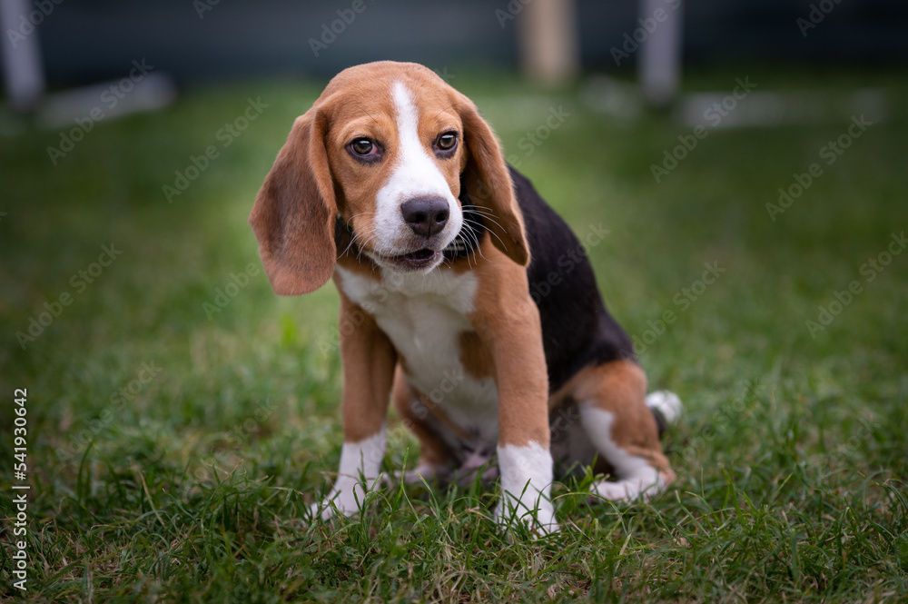 beagle  puppy sitting on the grass.