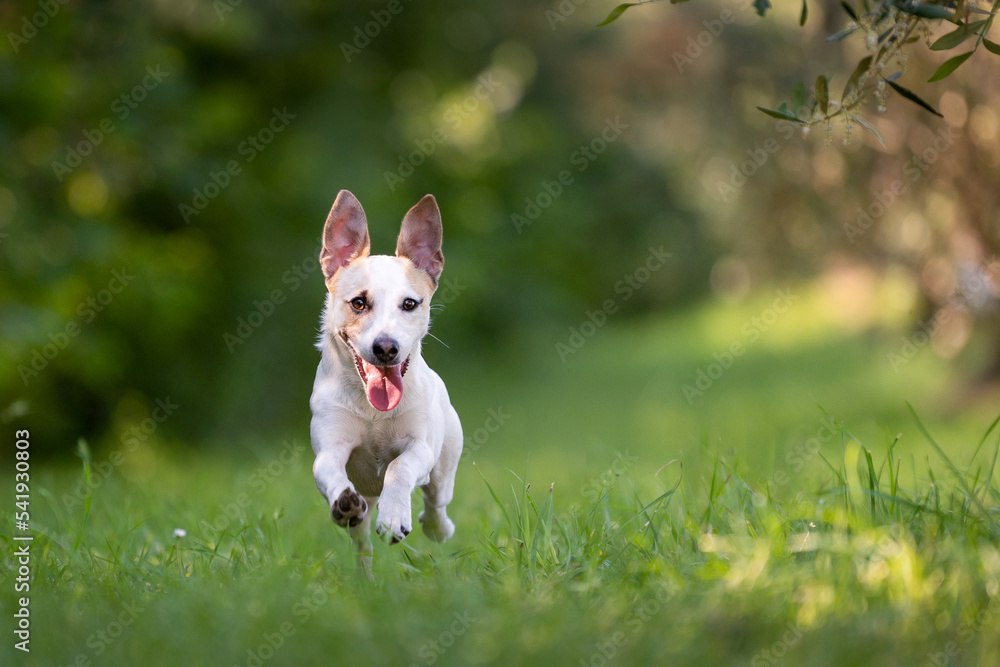 jack russsel running  playing outdoor.happy dog