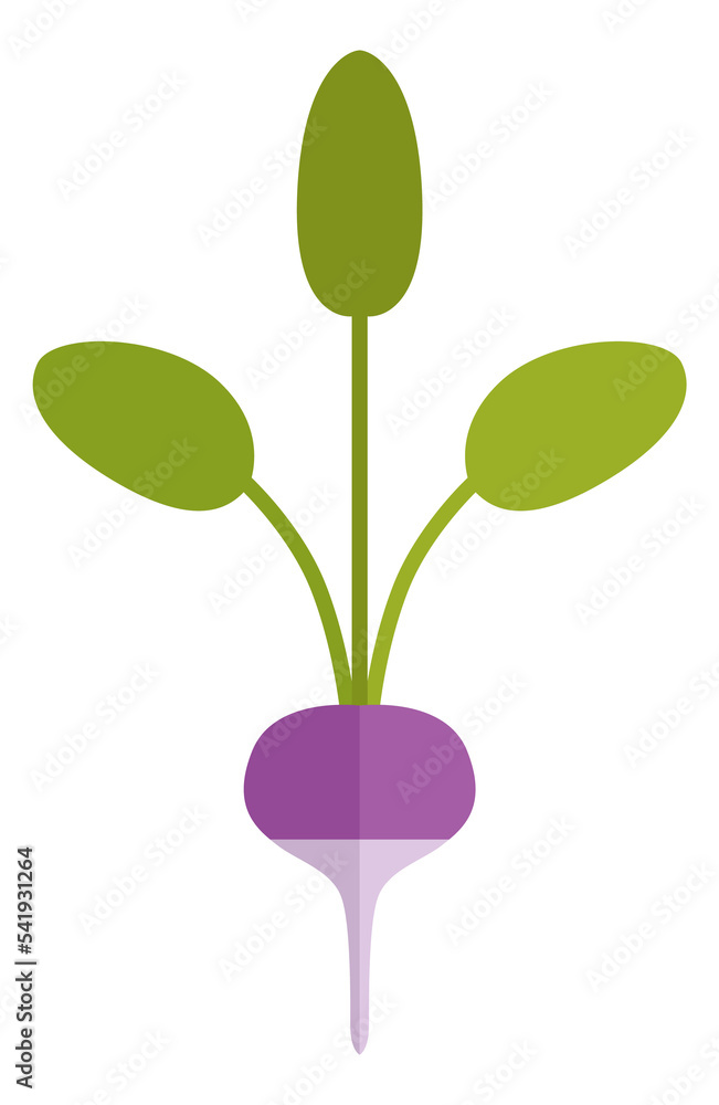 Radish flat icon. Farm organic root with green leaves Radish flat icon. Farm organic root with green leaves