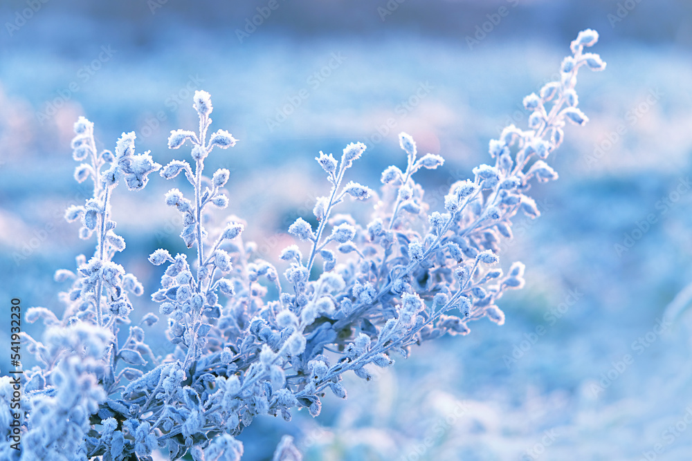 beautiful gentle winter landscape. frozen grass on snowy natural background. cold winter season, frosty weather. Winter background with flowers covered snow crystals. new year, Christmas holidays. - obrazy, fototapety, plakaty 