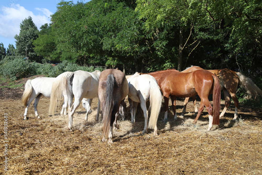 Obraz premium Herd of horses eating straw in field. Food.