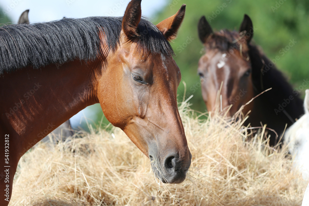 Obraz premium Herd of horses eating straw in field. Food.