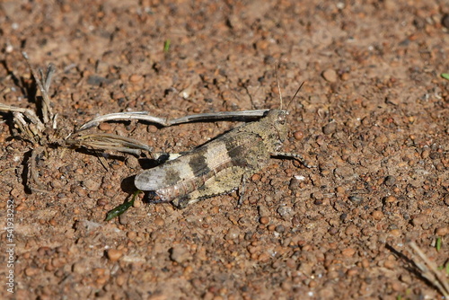 Oedipoda caerulescens, medium-sized grasshopper,island Sardinia photo