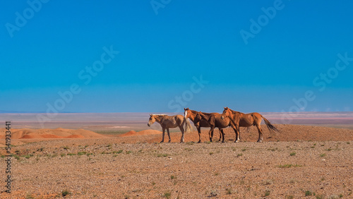 Horses in Gobi desert of Mongolia