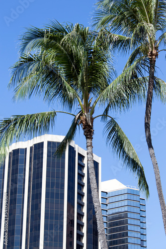 Honolulu Skyscrapers And Palm Trees