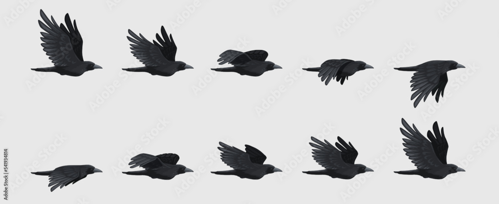 Fototapeta premium Crow fly sequence. Black flying raven silhouette, black bird wing move for animation frame sequences 2d gaming asset. Vector isolated set