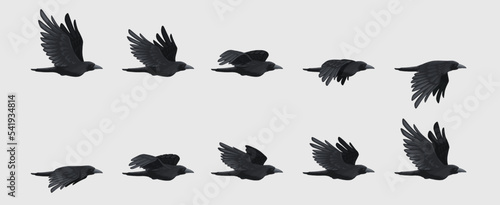 Obraz na płótnie Crow fly sequence