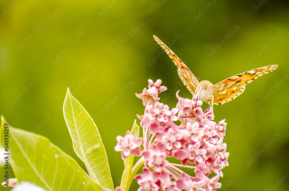 Painted Lady Butterfly on the Autumn Flowers Painted Lady Butterfly on the Autumn Flowers