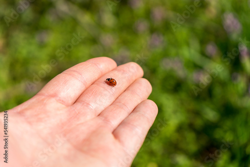 hands of the person with a ladybug © Marcel