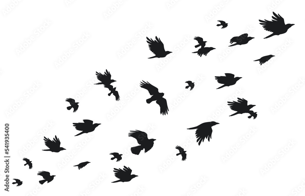 Fototapeta premium Flock of crows. Flying black birds in sky monochrome flutter raven silhouette, migrating flight group of wild rooks ornithology concept. Vector illustration