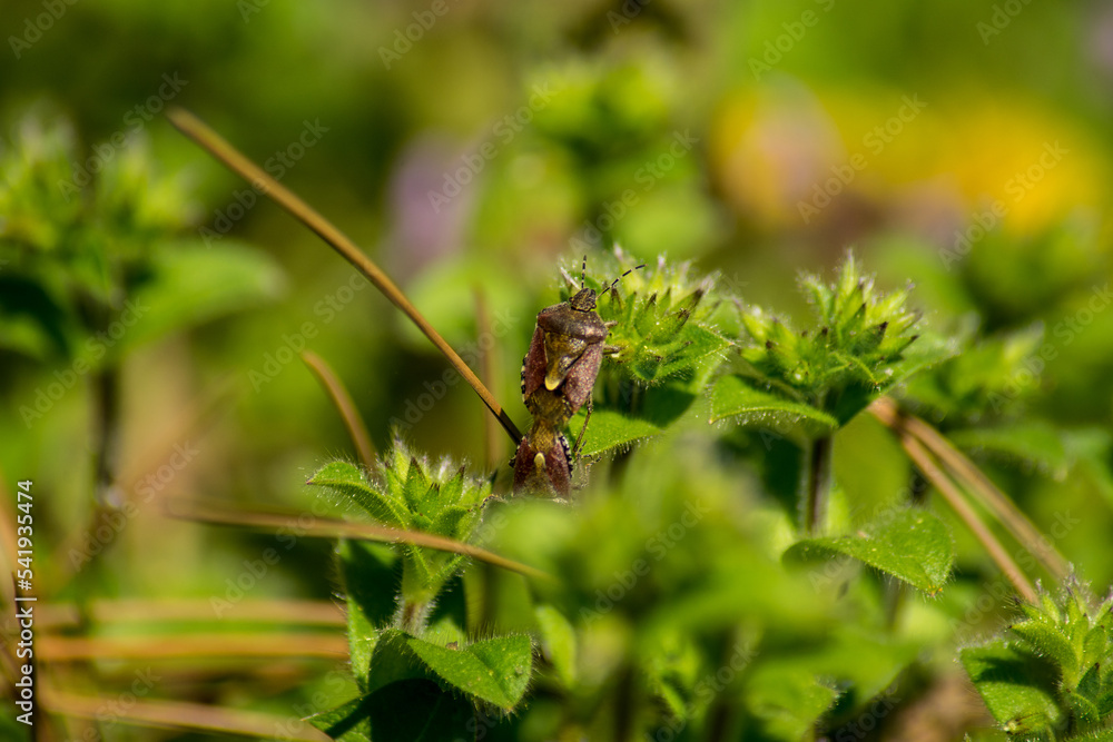 stink bug in the grass