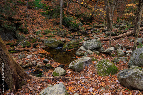 autumn in the forest photo