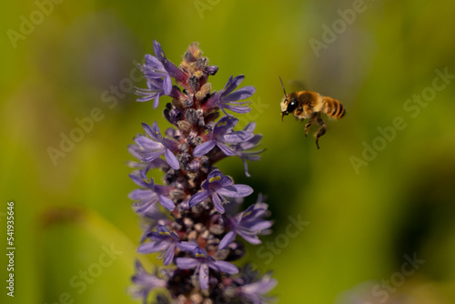 abeille sur fleur  © mathis