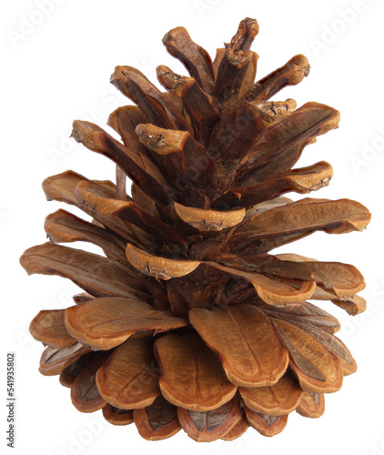 Photographie Close up of a conifer cone