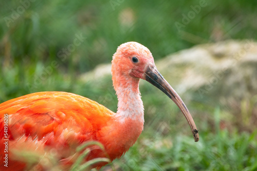 portrait d'un ibis rouge en gros plan