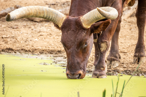 watusi en gros plan en train de boire photo