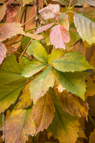 détail de feuilles aux couleurs de l'automne
