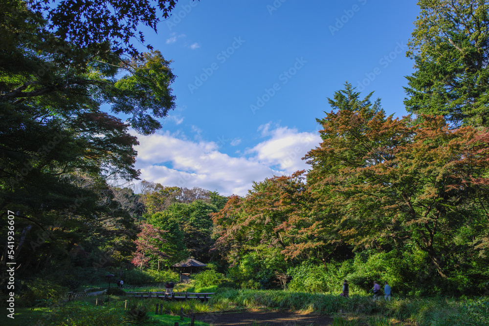 Obraz premium 明治神宮の紅葉と秋空
