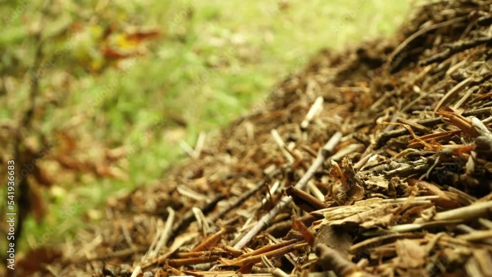 Anthill of tree branches with small ants running over it Anthill of tree branches with small ants running over it