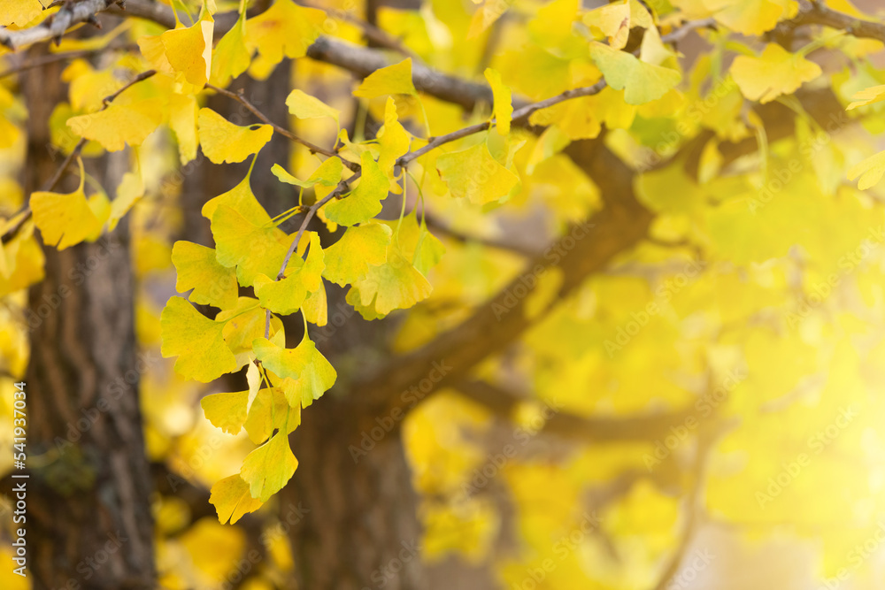 Close-up on Ginkgo Biloba tree. Yellow leaves on blue sky background. Autumn concept background. Macro Ginkgo leaf. Healing plant, alternative chinese medicine Close-up on Ginkgo Biloba tree. Yellow leaves on blue sky background. Autumn concept background. Macro Ginkgo leaf. Healing plant, alternative chinese medicine