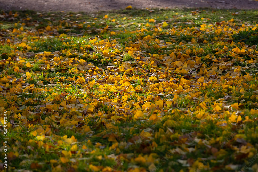 Ginkgo Biloba leaves on the ground. Yellow leaves on dark grass. Autumn concept background. Macro Ginkgo leaf. Healing plant, alternative chinese medicine