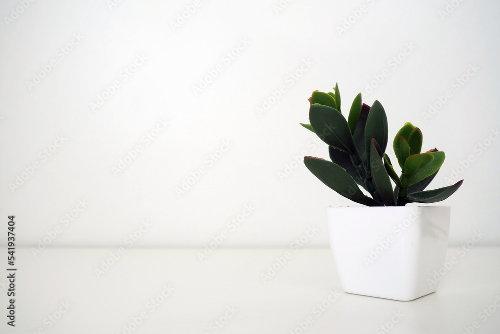 Interior decor. Artificial green plant in a white small pot against a white wall. Evergreen imitation of aloe, crassula or kalanchoe to decorate an office, room or apartment.
