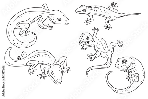 Gecko lizards wildlife animals reptiles desert dwellers set isolated on white background elements cute cartoon style hand drawn