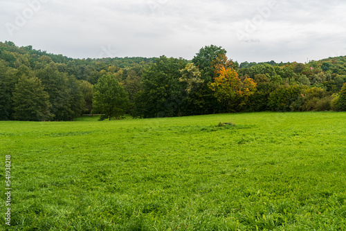 Early autumn meadow with forest and cloudy sky