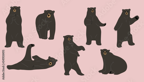 american black bear cute 3