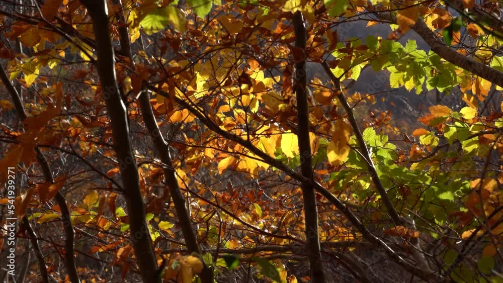 Yellow leaves shaking by breeze on an autumn background, fall copy space Yellow leaves shaking by breeze on an autumn background, fall copy space