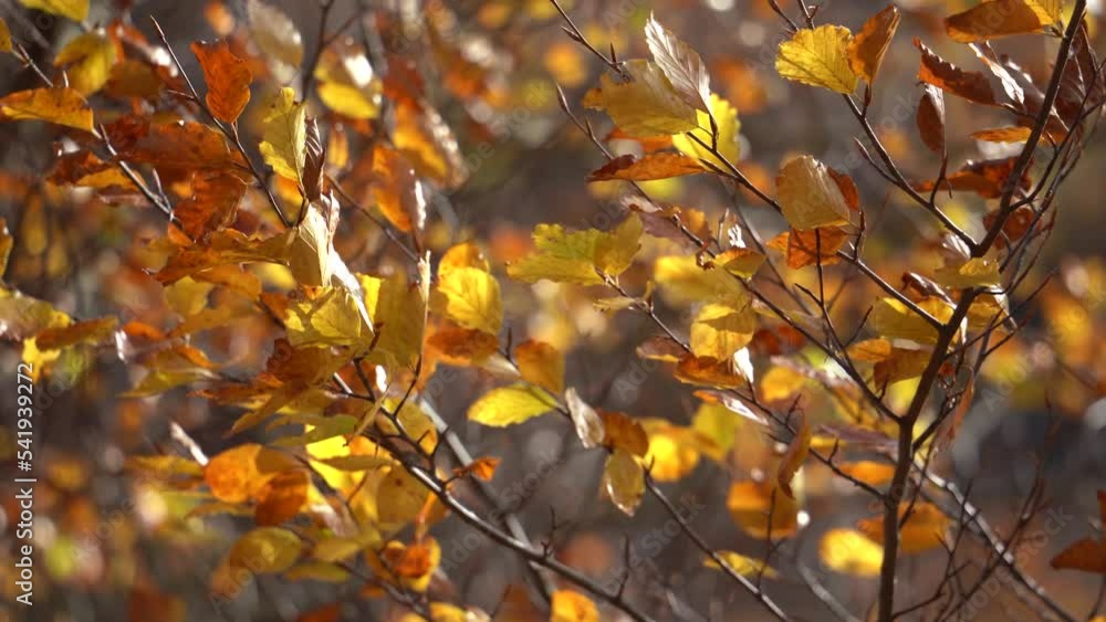 Golden leaves of forest trees in autumn shaking by light breeze on a sunny fall day Golden leaves of forest trees in autumn shaking by light breeze on a sunny fall day