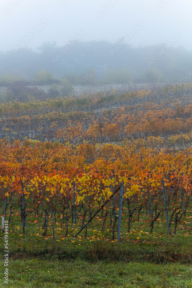 Fototapeta premium colorful autumn vineyards 